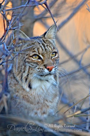 Portrait of a Bobcat