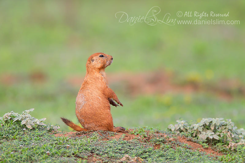 Black-tailed Prairie Dog at Fort Worth Nature Center