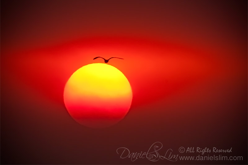 Red sunset and gull silhouette at White Rock Lake