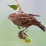 Female Red-winged Blackbird hanging from a stalk