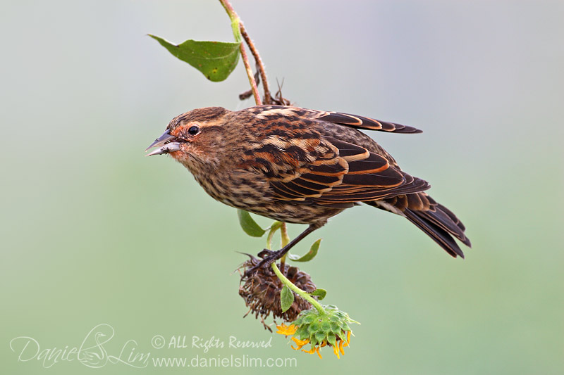 Female Red-winged Blackbird hanging from a stalk