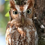 Red Morph Eastern Screech Owl