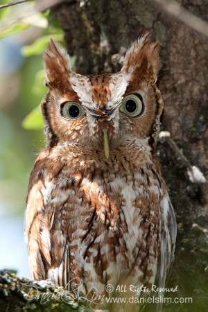 Red Morph Eastern Screech Owl