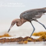 Reddish Egret searchs for prey