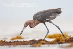 Reddish Egret searchs for prey