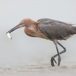 Reddish Egret with Fish