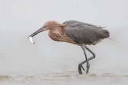 Reddish Egret with Fish