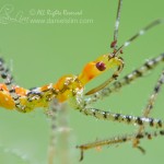 Immature Sycamore Assassin Bug (Pselliopus genus)