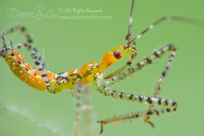 Immature Sycamore Assassin Bug (Pselliopus genus)