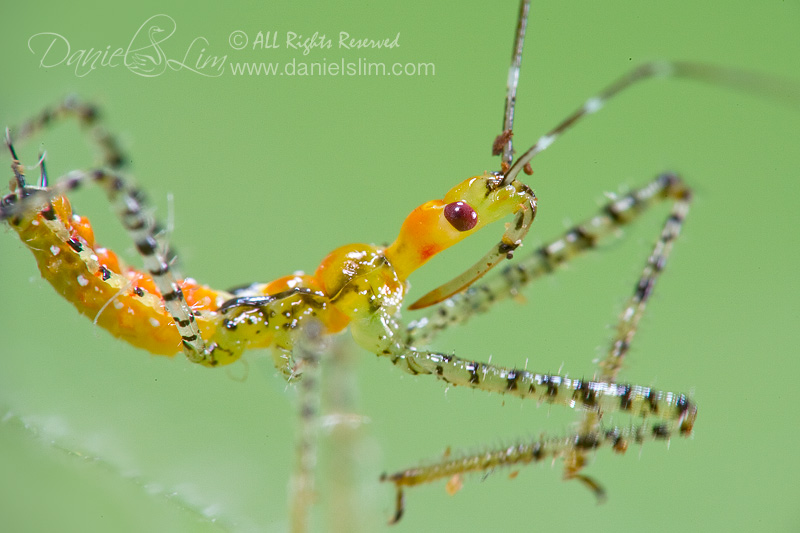 Immature Sycamore Assassin Bug (Pselliopus genus)