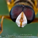 Facing the Hoverfly