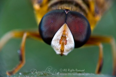 Facing the Hoverfly