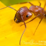 Up close with Fire Ant