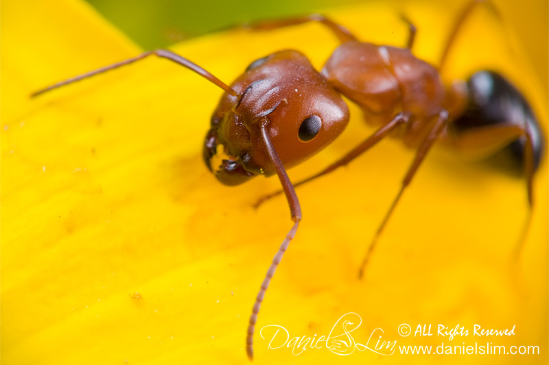Up close with Fire Ant