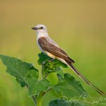 Scissor-tailed Flycatcher on a Perch