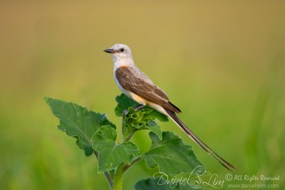 Scissor-tailed Flycatcher on a Perch