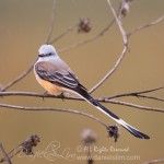 Scissor-tailed Flycatcher in the Rain