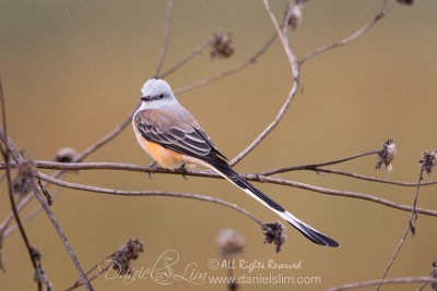 Scissor-tailed Flycatcher in the Rain