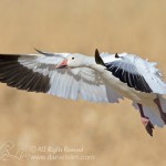 Snow Geese In Flight