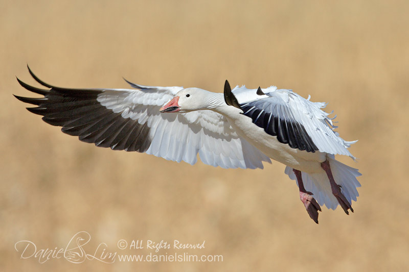 Snow Geese In Flight