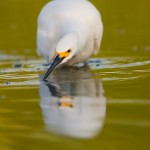 Snowy Egret hunts for fish