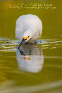 Snowy Egret hunts for fish