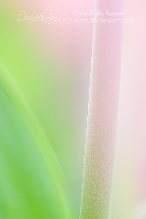 Close up on a Tulip's Stalk