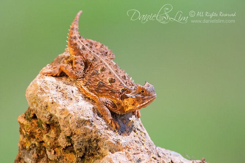 Texas Horned Lizard aka Horny Toad