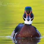 American Wood Duck