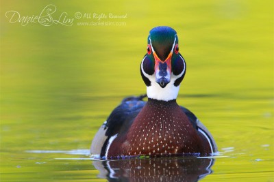 American Wood Duck