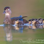 American Wood Duck - Mom and chicks