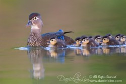 American Wood Duck - Mom and chicks