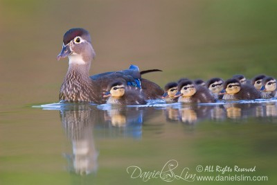 American Wood Duck - Mom and chicks