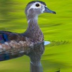 American Wood Duck Hen in Post-mating Molt 