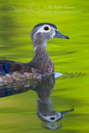 American Wood Duck Hen in Post-mating Molt 