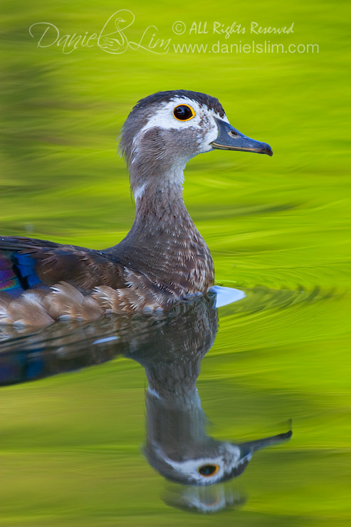 American Wood Duck Hen in Post-mating Molt 