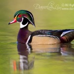 American Wood Duck Drake - 2012