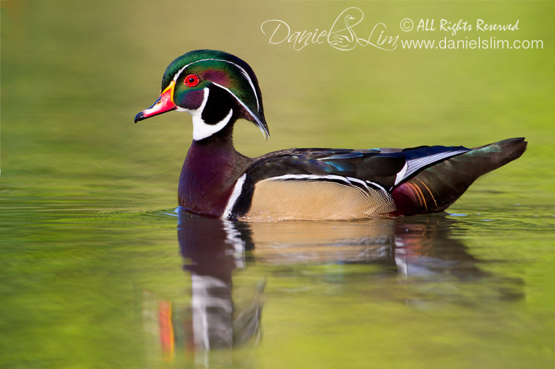 American Wood Duck Drake - 2012