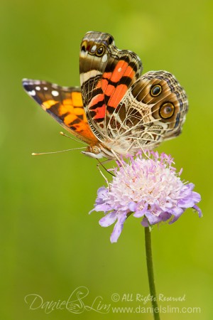 An American Painted Lady on Scabiosa "Butterfly Blue"