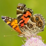 An American Painted Lady on Scabiosa "Butterfly Blue"