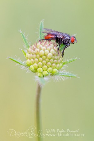 Fly on a Scabiosa bud