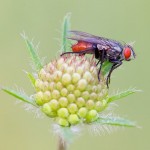 Fly on a Scabiosa bud