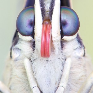 The Portrait of King Shoemaker Butterfly