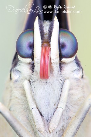 The Portrait of King Shoemaker Butterfly