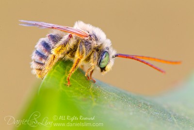 A male Long-Horned Bee