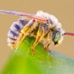 A male Long-Horned Bee