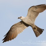 Mississippi kite In Flight with Cicada