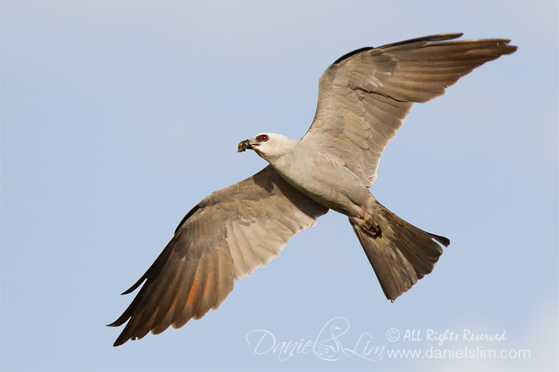 Mississippi kite In Flight with Cicada