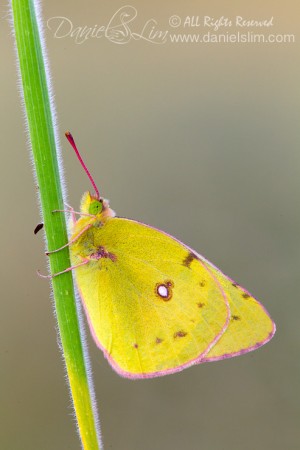 Orange Sulphur butterfly (Colias Eurytheme) Perched on a Grass
