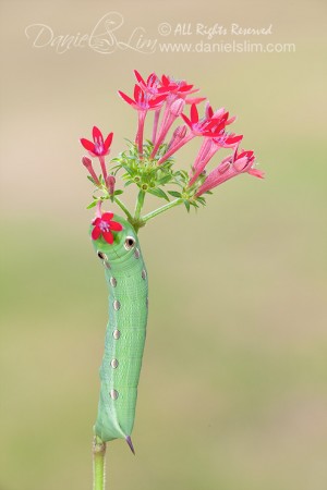 Tersa Sphinx Moth Caterpillar on Red Pentas